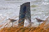 Willets Getting Splashed_31180